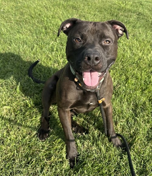 KODIAK - Pit Bull Terrier available for adoption