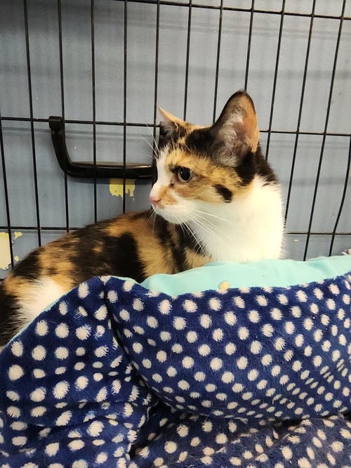 VERDE - Domestic Short Hair available for adoption