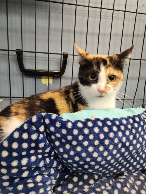 VERDE - Domestic Short Hair available for adoption