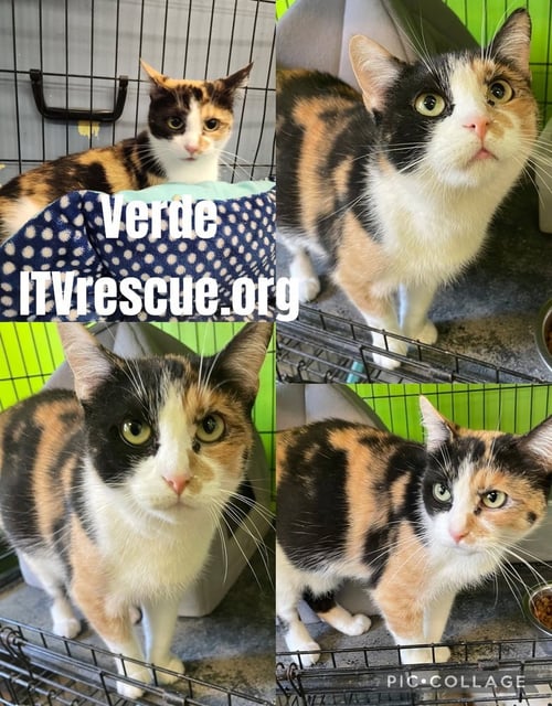 VERDE - Domestic Short Hair available for adoption