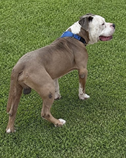 BOSS - American Pit Bull Terrier available for adoption