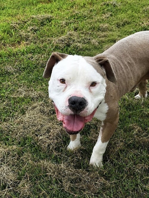 BOSS - American Pit Bull Terrier available for adoption