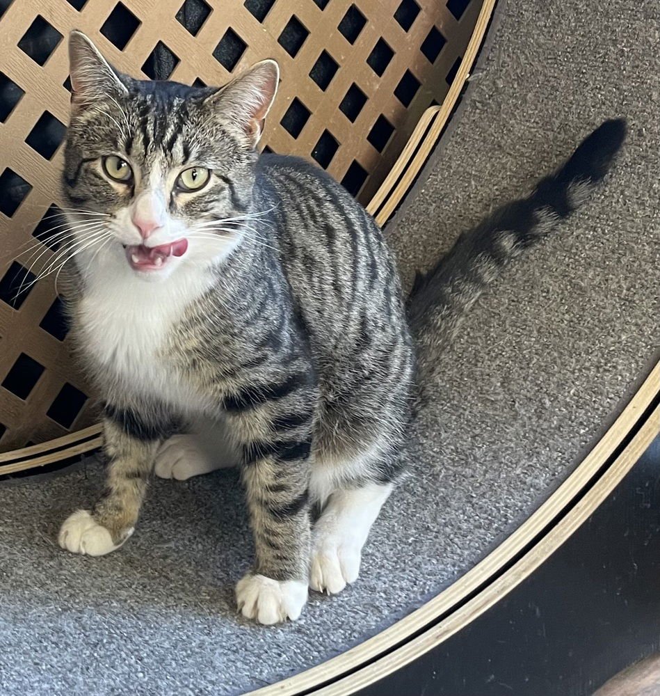 OXLEY - Domestic Short Hair available for adoption