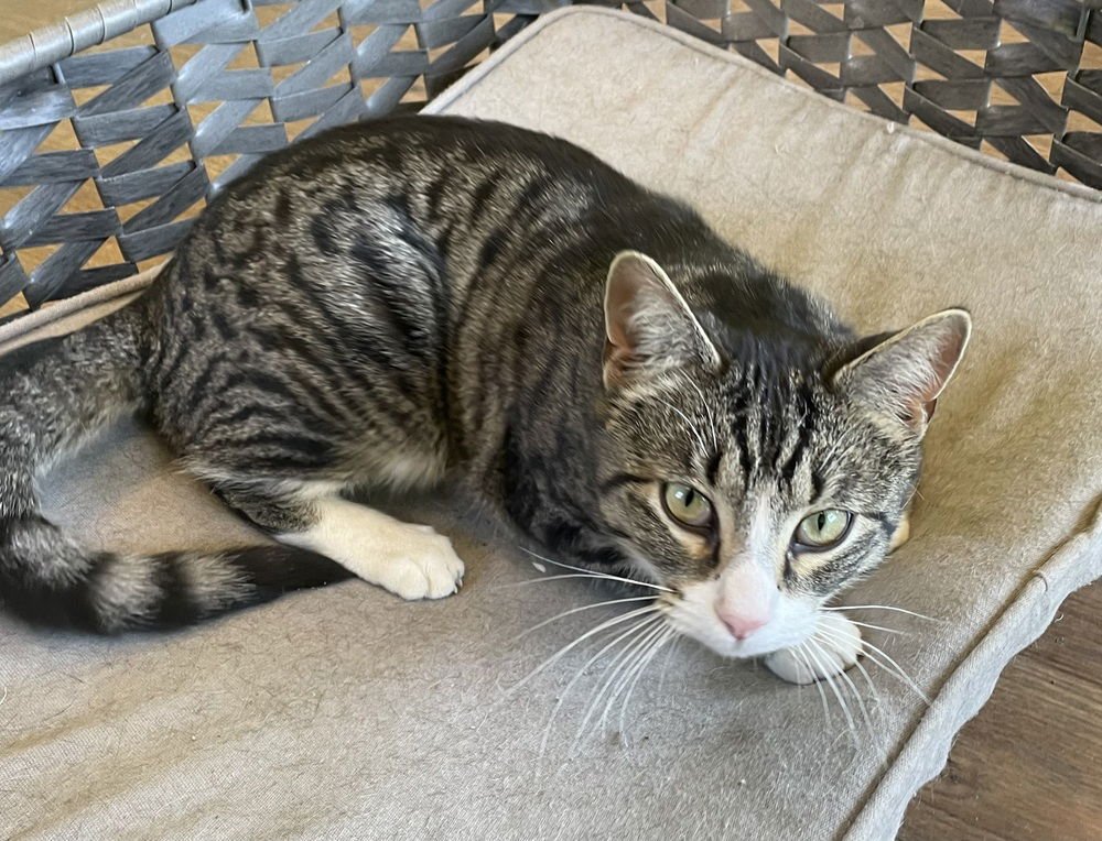 OXLEY - Domestic Short Hair available for adoption