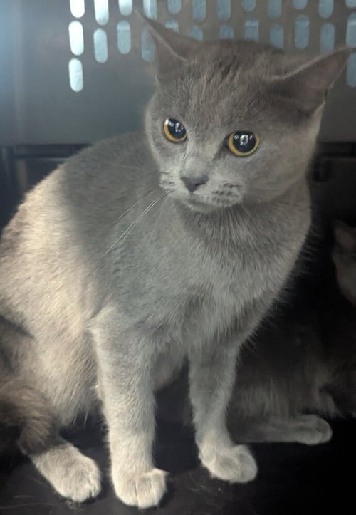 GASTONIA - Domestic Short Hair available for adoption