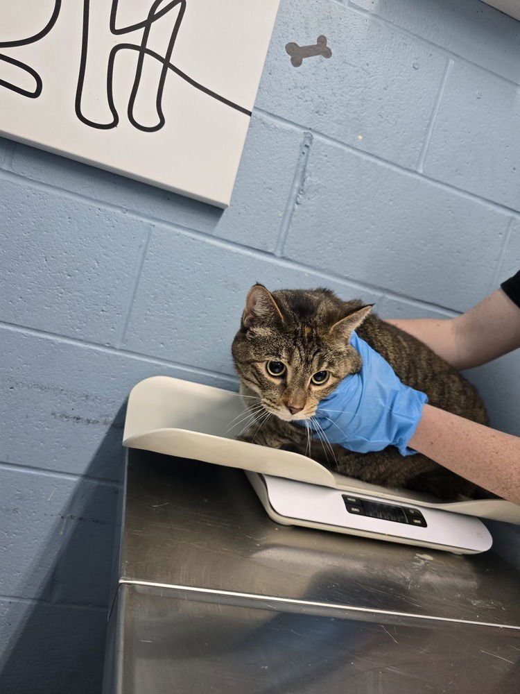 JANELLE - Domestic Short Hair available for adoption