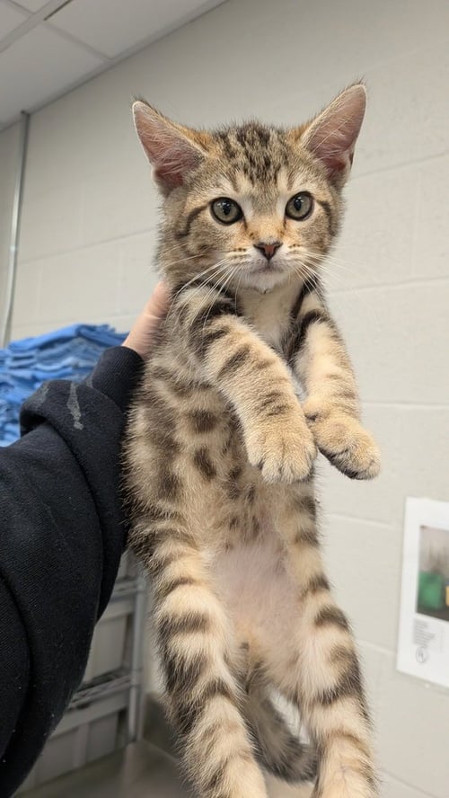 ELI - Domestic Short Hair available for adoption