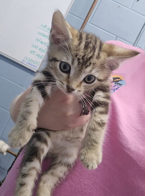 ELI - Domestic Short Hair available for adoption