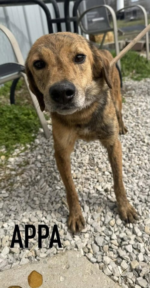 APPA - Terrier available for adoption