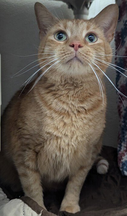 ARIES - Domestic Short Hair available for adoption