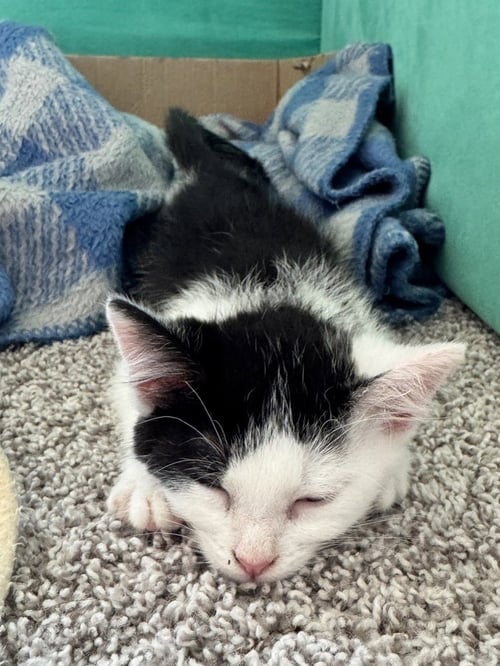 GROVE - Domestic Short Hair available for adoption
