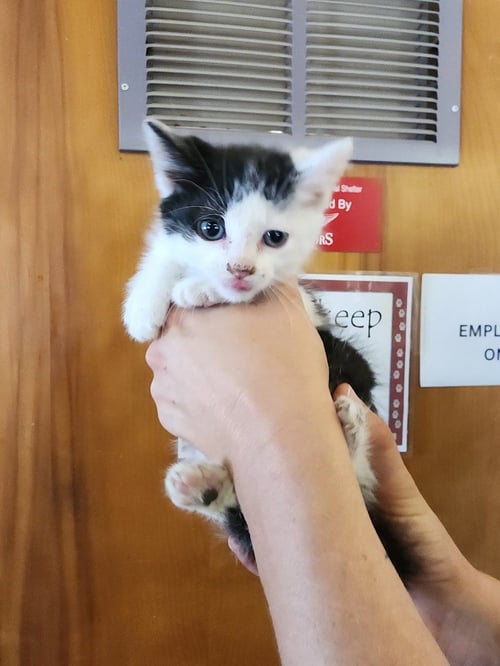GROVE - Domestic Short Hair available for adoption