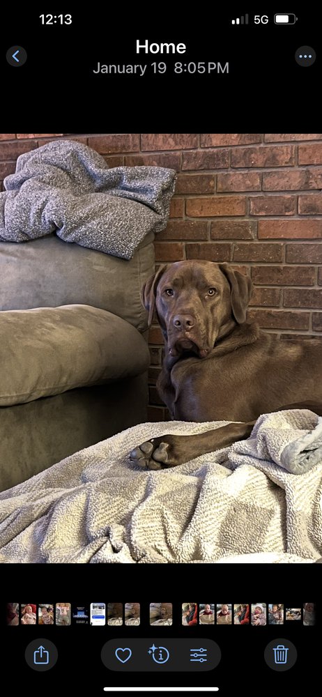 BARKLEY - Labrador Retriever available for adoption