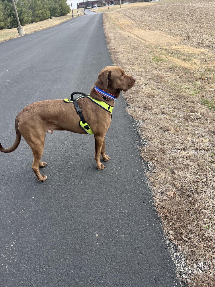BARKLEY - Labrador Retriever available for adoption