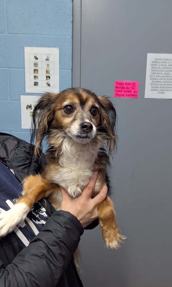 BUBBA LUCKY - Papillon available for adoption