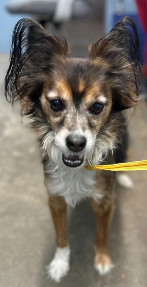 BUBBA LUCKY - Papillon available for adoption