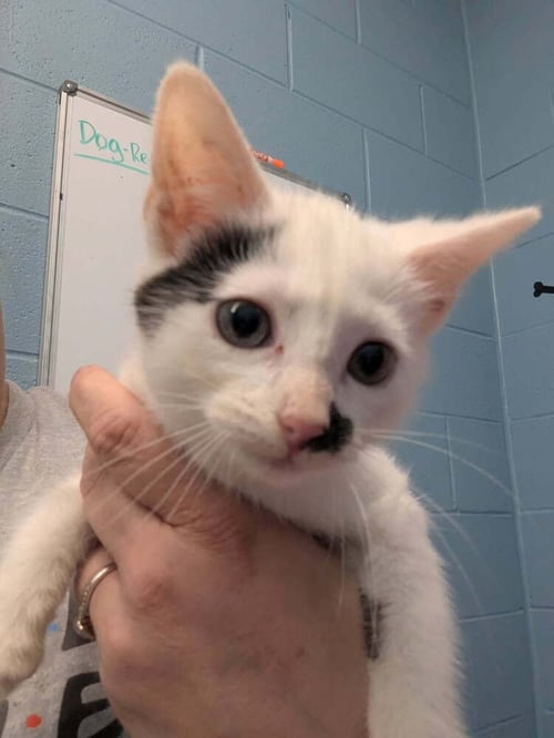 SNICKERDOODLE - Domestic Short Hair available for adoption