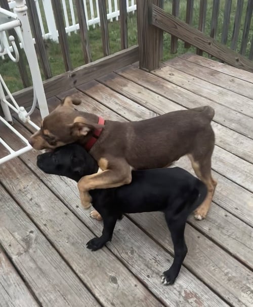 DINOSAUR - Pit Bull Terrier available for adoption