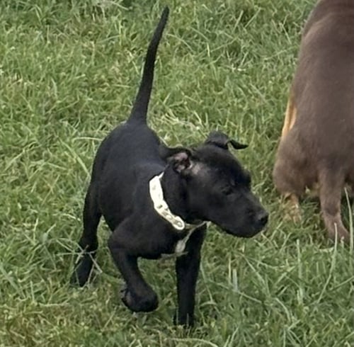 DINOSAUR - Pit Bull Terrier available for adoption