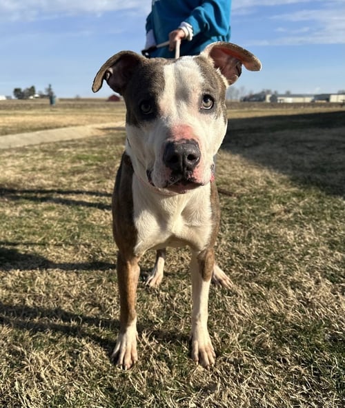 FRED - Pit Bull Terrier available for adoption