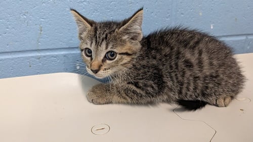 CHEX - Domestic Short Hair available for adoption