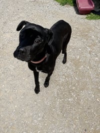 Chalupa - Photo 2