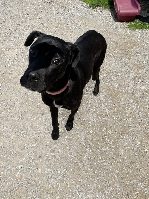 CHALUPA - Labrador Retriever / Terrier available for adoption