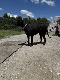 Chalupa - Photo 4