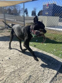 Chalupa - Photo 3