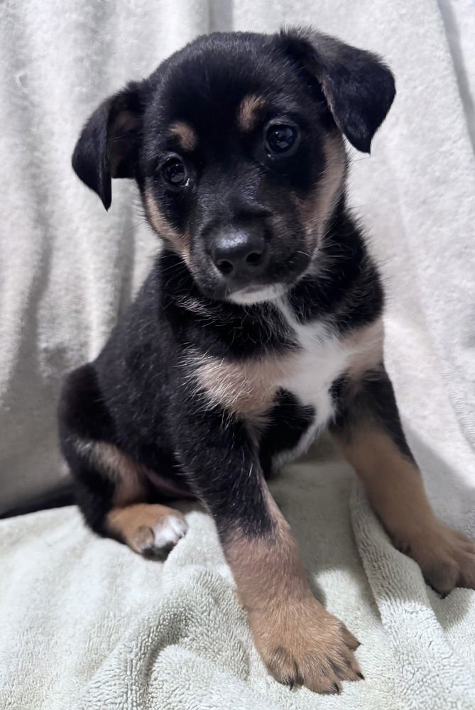 FISHER - Cattle Dog / Feist available for adoption