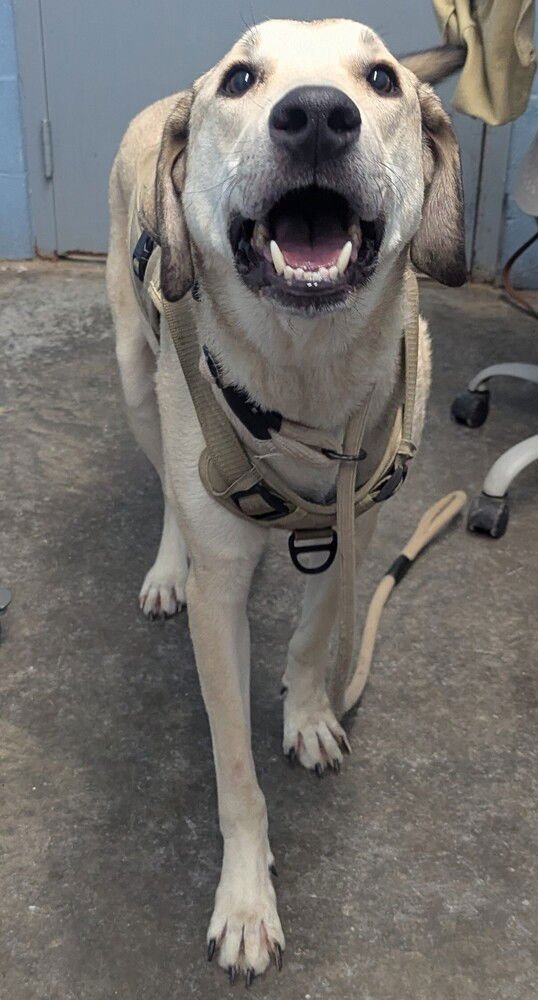BARNEY - Great Pyrenees available for adoption
