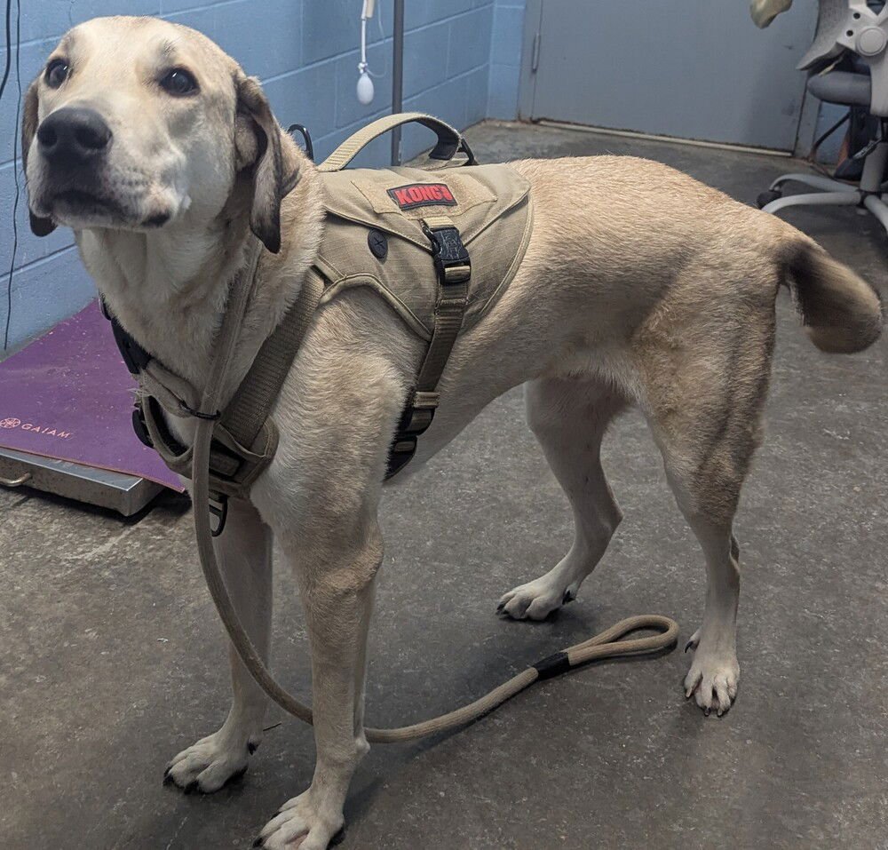 BARNEY - Great Pyrenees available for adoption