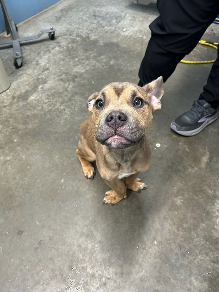 MEATBALL - American Pit Bull Terrier available for adoption