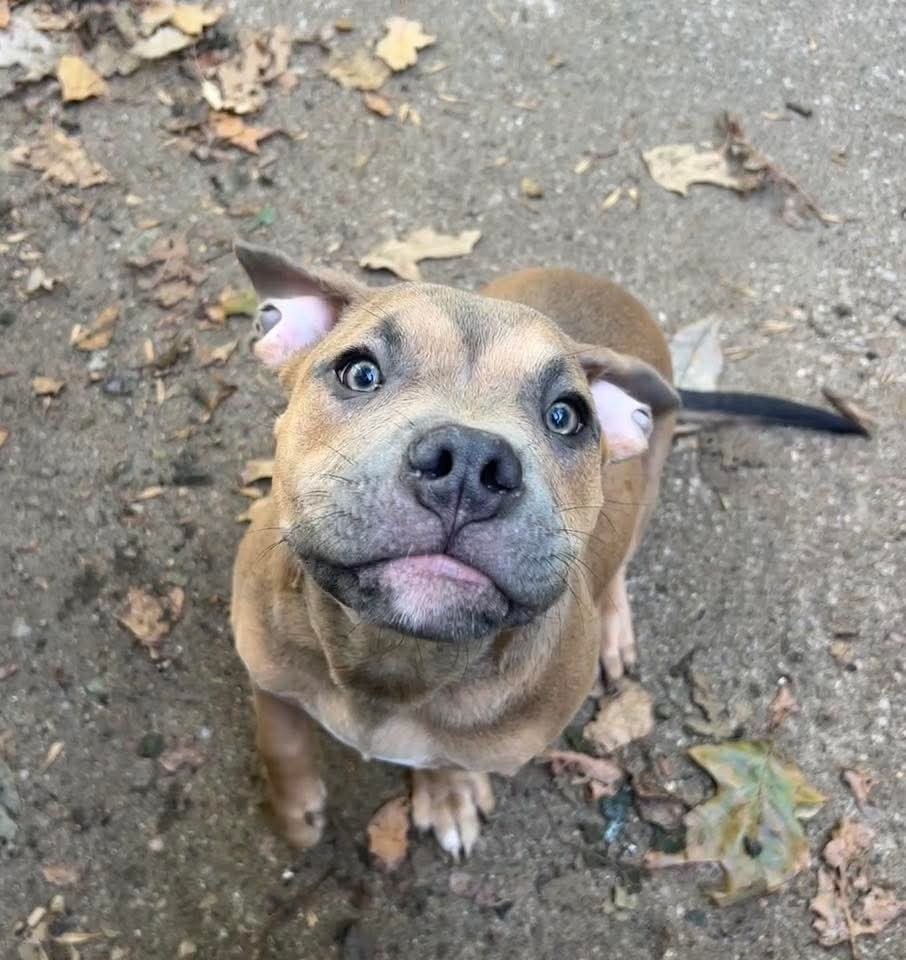 MEATBALL - American Pit Bull Terrier available for adoption