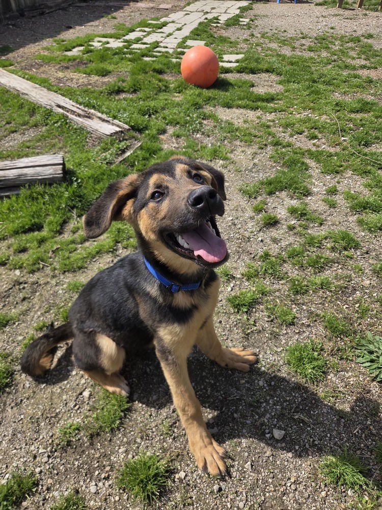 CLAUSE - Terrier available for adoption