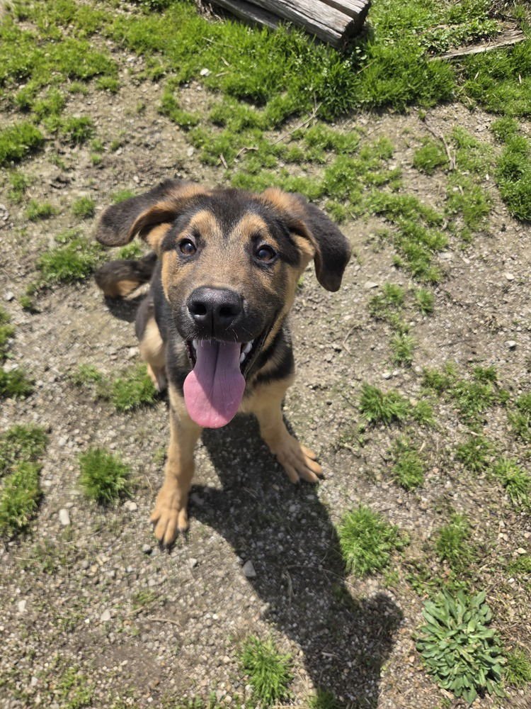 CLAUSE - Terrier available for adoption