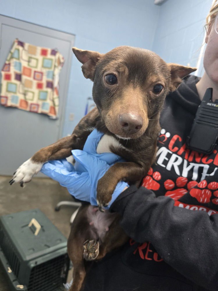 CHALUPA - Terrier / Chihuahua available for adoption