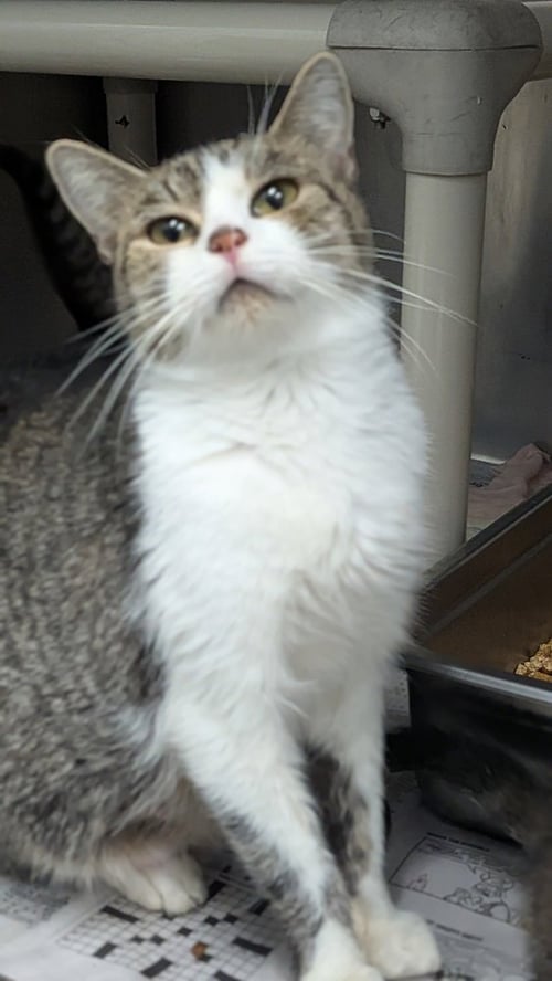 KIM POSSIBLE - Domestic Short Hair available for adoption