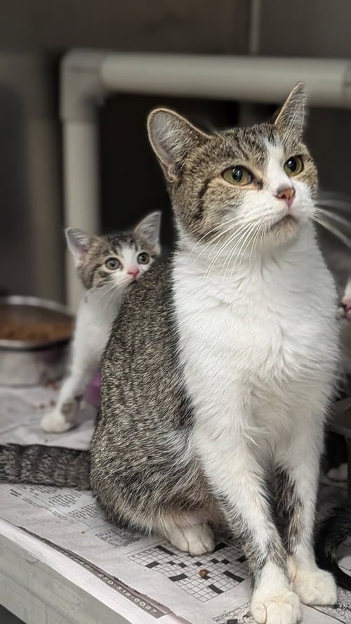 KIM POSSIBLE - Domestic Short Hair available for adoption