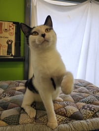 Lady Moo - Photo 3