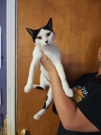 Lady Moo - Photo 4