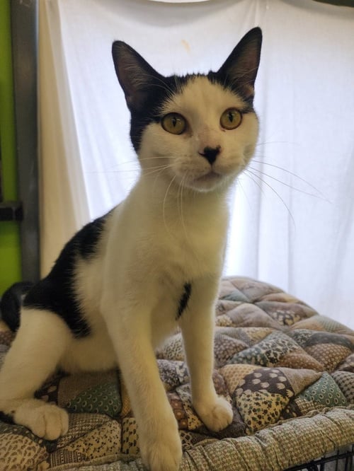 LADY MOO - Domestic Short Hair for adoption in Evansville