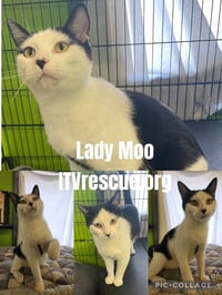Lady Moo - Photo 2