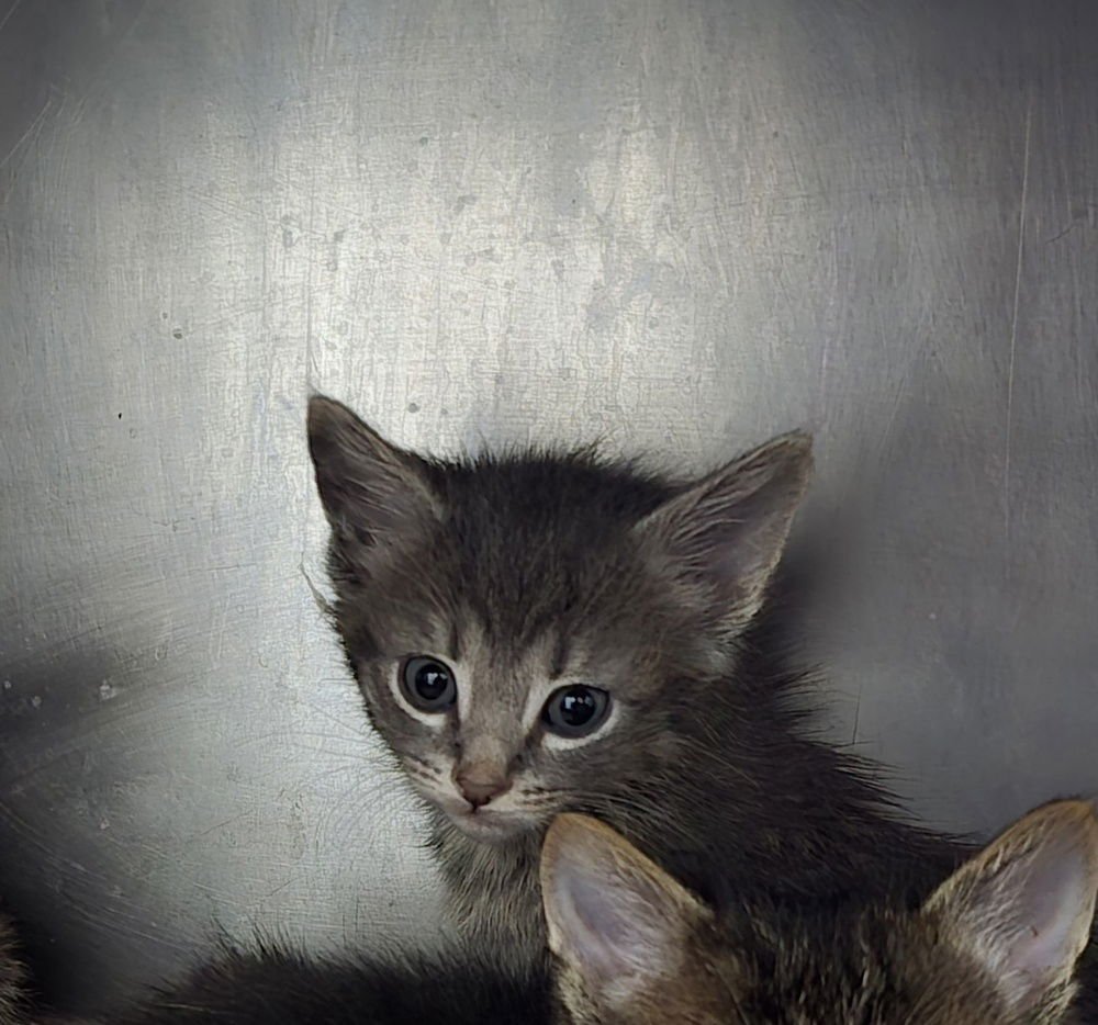 EEYORE - Domestic Short Hair available for adoption