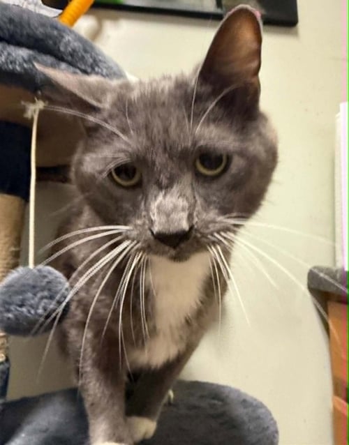 RAHN - Domestic Short Hair available for adoption