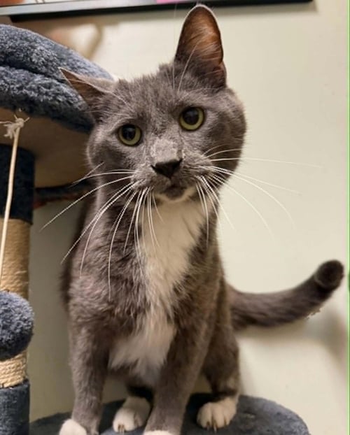 RAHN - Domestic Short Hair available for adoption
