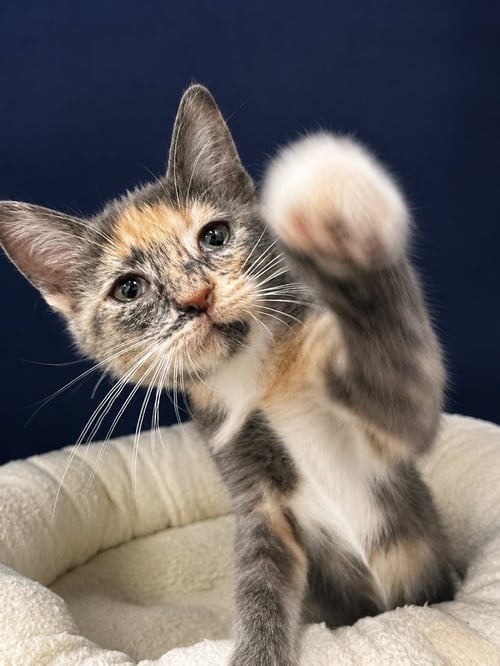 MAISIE - Domestic Short Hair available for adoption