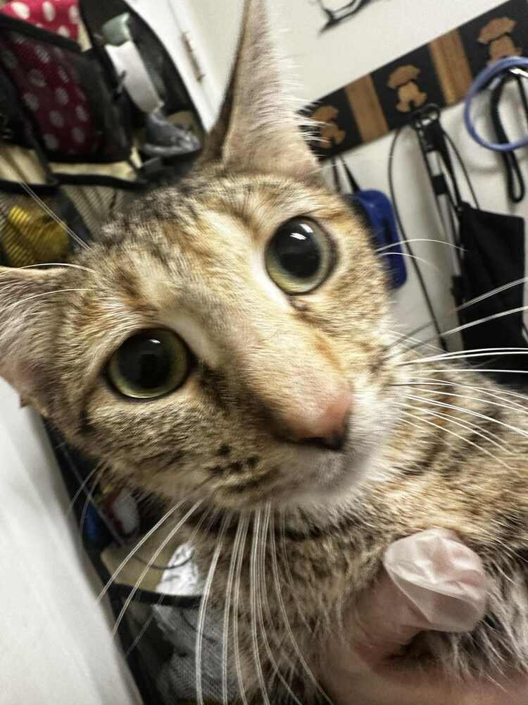 MARA - Domestic Short Hair available for adoption