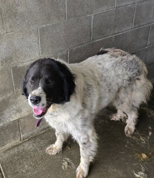 SHIRLEY - Great Pyrenees available for adoption
