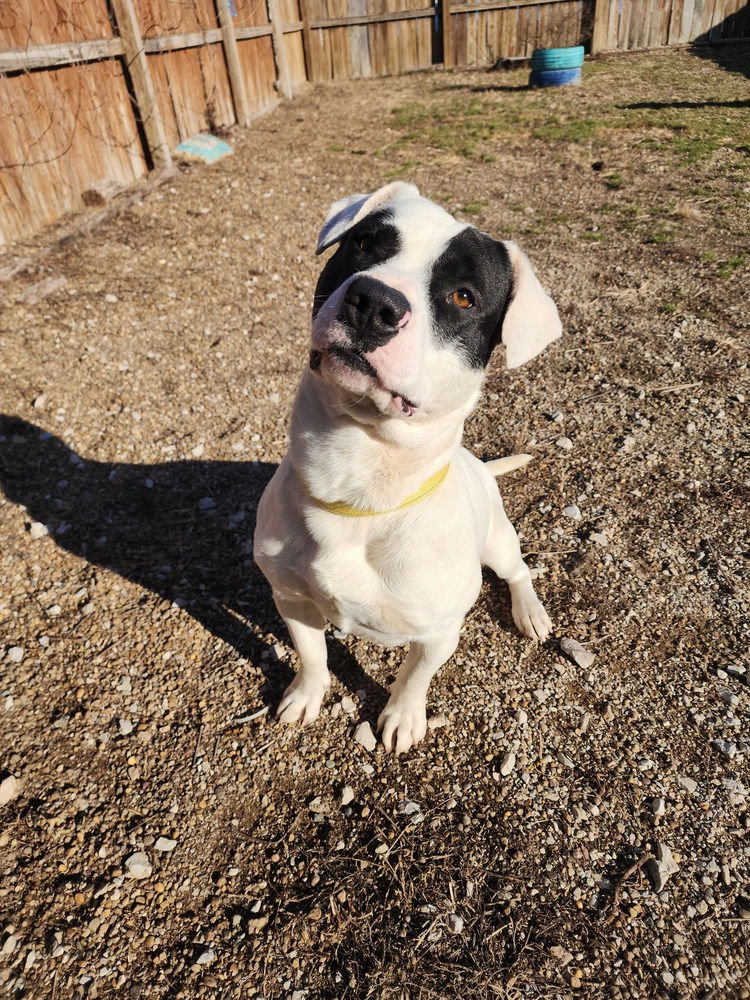 TATER - Pit Bull Terrier available for adoption
